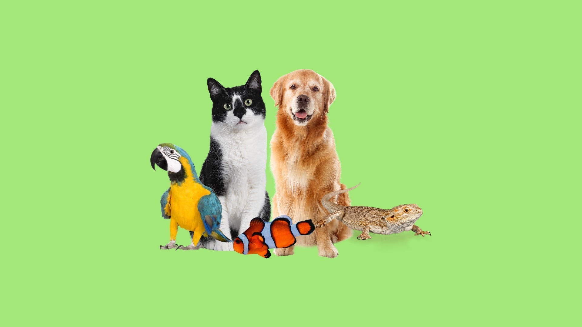 suplemento-alimentar-natural-pets-nutroplus